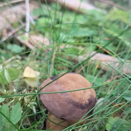 Dom Pod Gorka * Bystrzyca Kłodzka